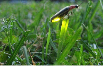 Mengenal Bioluminesensi Pada Kunang-kunang dan Hewan Lainnya