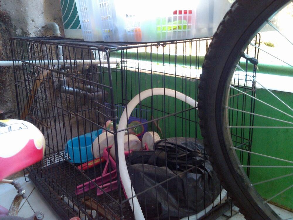 kandang kucing, kandang Sugar glider / burung, dan travel box