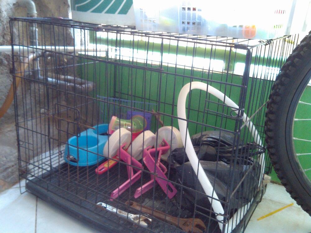 kandang kucing, kandang Sugar glider / burung, dan travel box