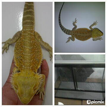 WTS - Gecko, bearded dragon, ball python