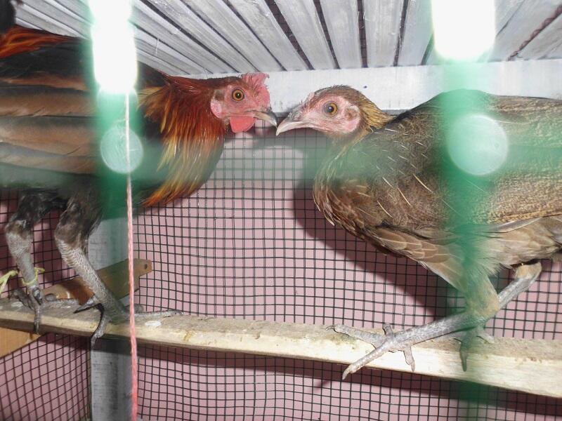 Terjual Jual Sepasang Ayam  Hutan Merah Makassar  KASKUS