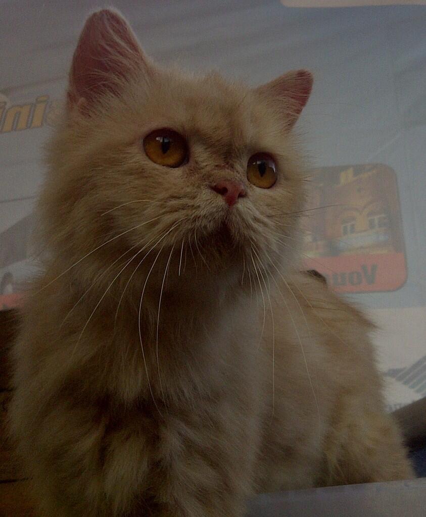 Kucing Persia Medium Red Tabby