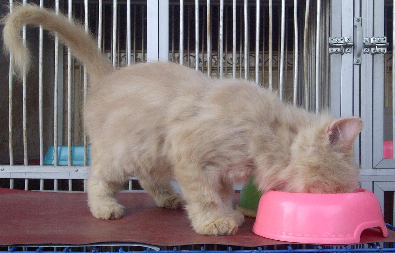 Kucing Persia Medium Red Tabby