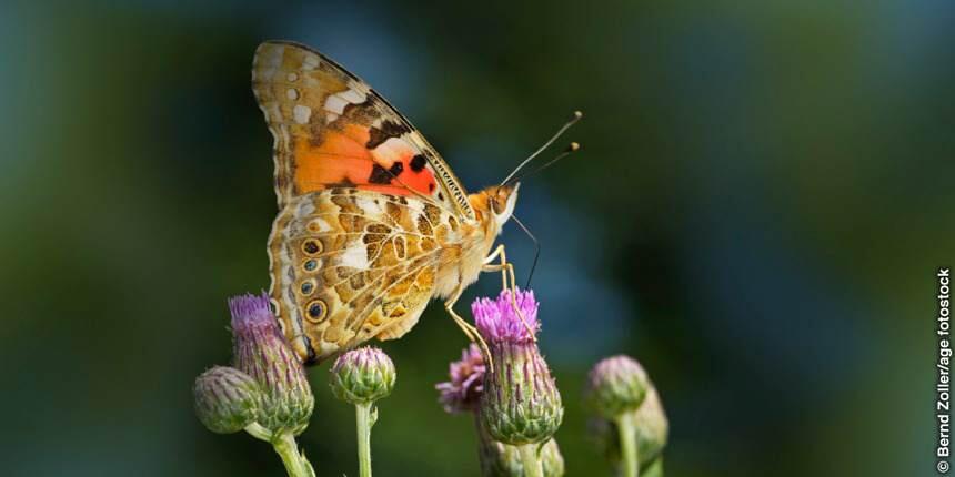 Kupu-Kupu Painted Lady—Ke Mana Perginya Mereka?