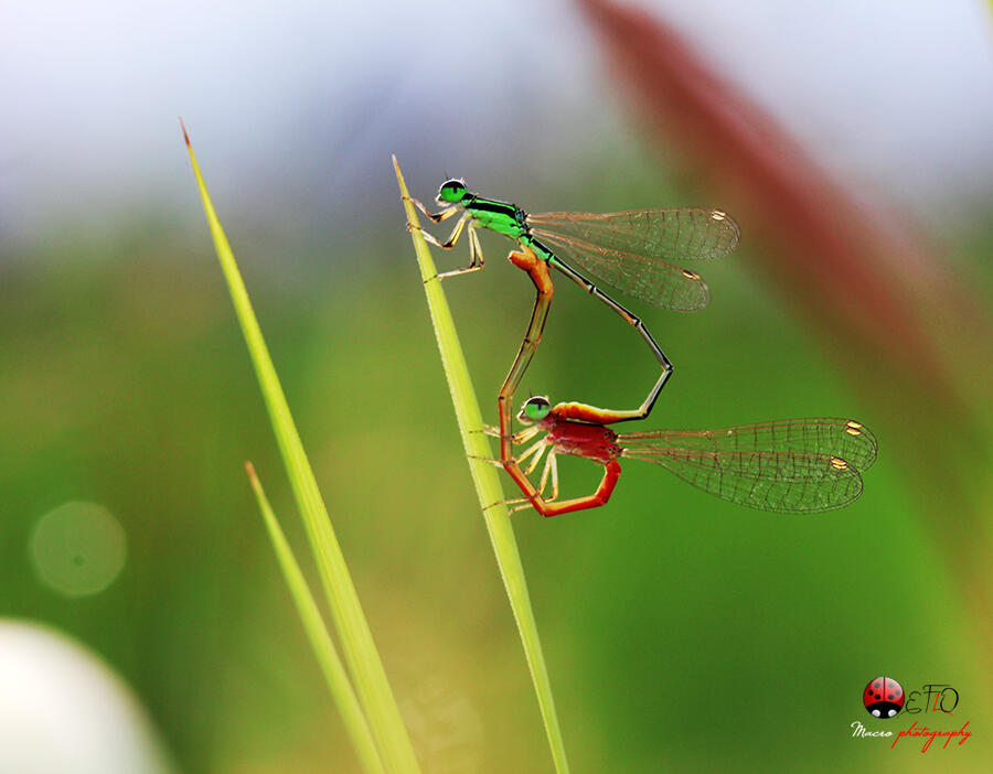 Bercinta Ala Capung &#91;pict+video&#93;