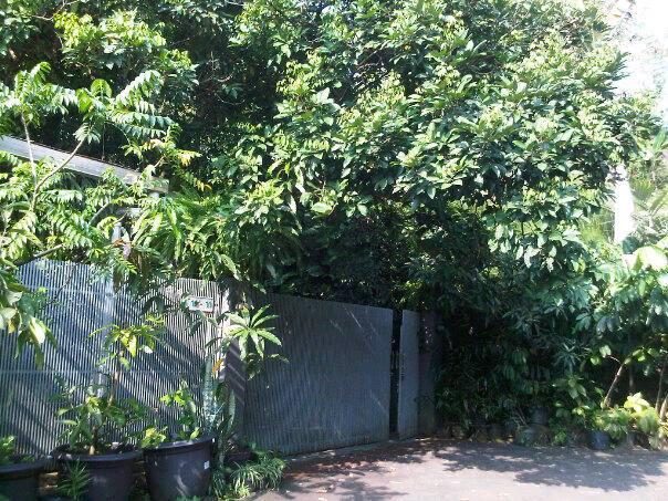 Halaman Rumah yang Kecil? Bisa Jadi Hutan Kecil Loh !