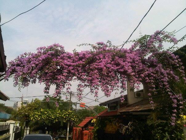 Halaman Rumah yang Kecil Bisa Jadi Hutan Kecil Loh 