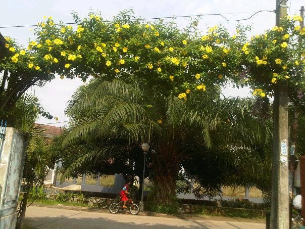 Halaman Rumah yang Kecil? Bisa Jadi Hutan Kecil Loh !