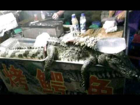 Barbeque Unik ! Yang Di Panggang Langsung Buaya Utuh