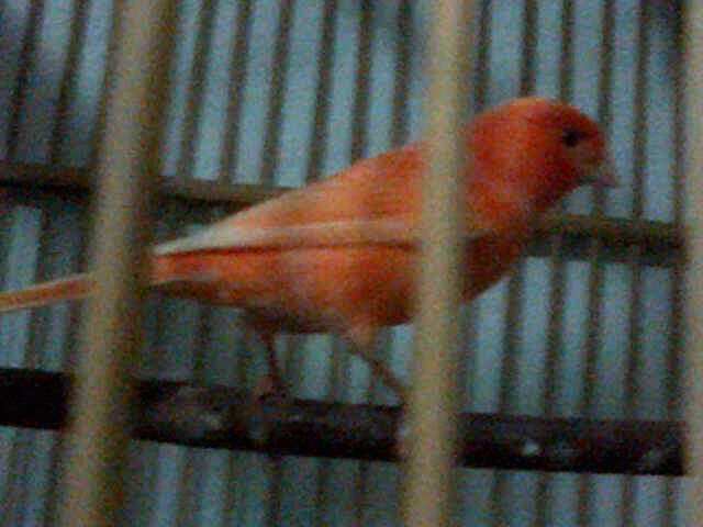KENARI RED INTENSIF