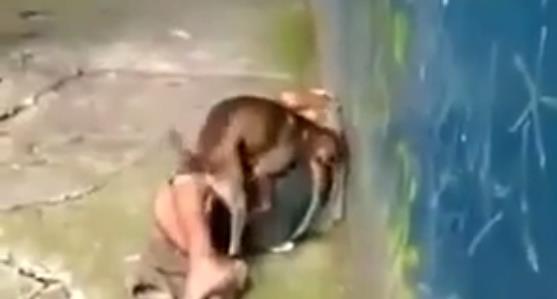 Anjing Mencuri Kesempatan Memperkosa Pemabuk Yg Lagi Slebor