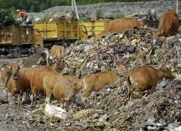 miris banget gan ini sapi yang bakal kita makan 