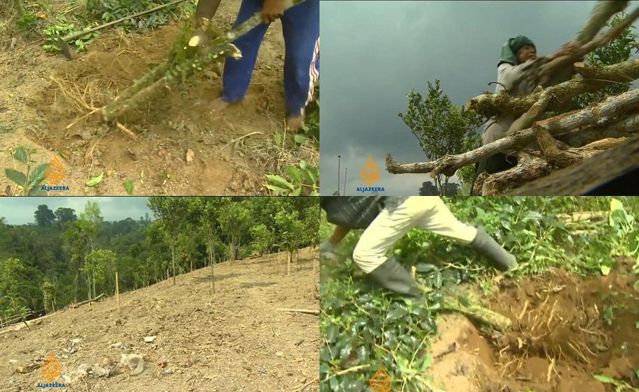 Sungguh mengenaskan petani kopi kita hari ini