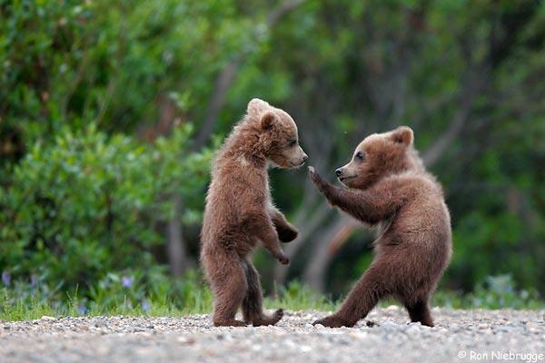 8 Spesies Beruang Yang Masih Hidup di Dunia