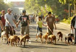 &#91;B&#93;KEISTIMEWAAN ANJING PITBULL DI BALIK TAMPANG SANGARNYA&#91;/B&#93;