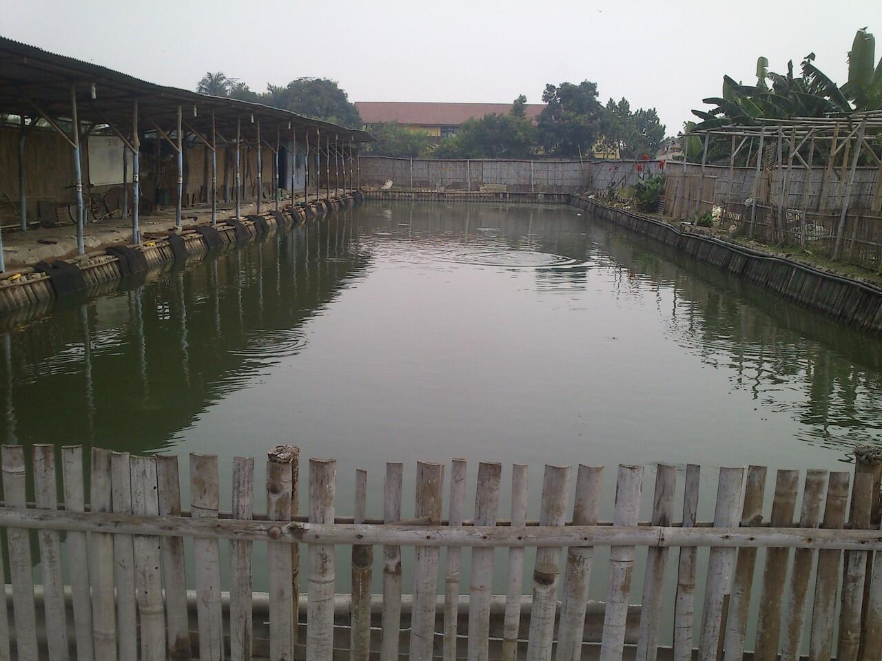 Empang Galatama Lele &quot;ABENK&quot;
