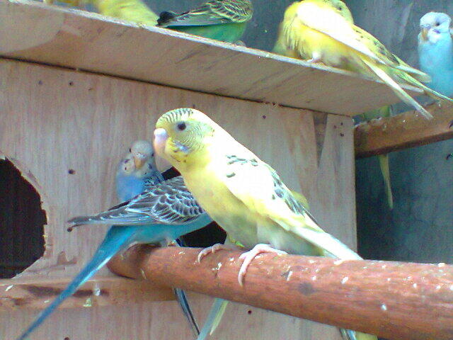 Jual Burung Parkit