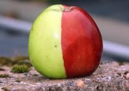 {HOT} Ketika Orang Indonesia Diberi Pilihan Apel Malang or Apel Import? (AKIBAT APEC)