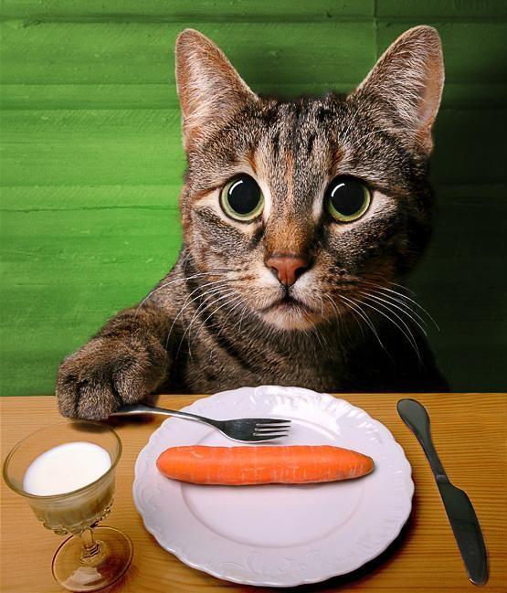 Kucing sedang diet !!