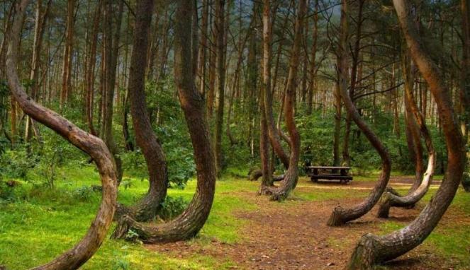 Misteri Hutan Bengkok Di Polandia