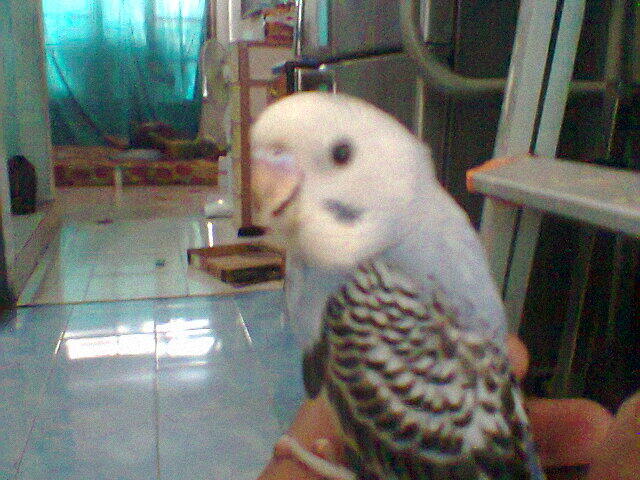 Jual Burung Parkit