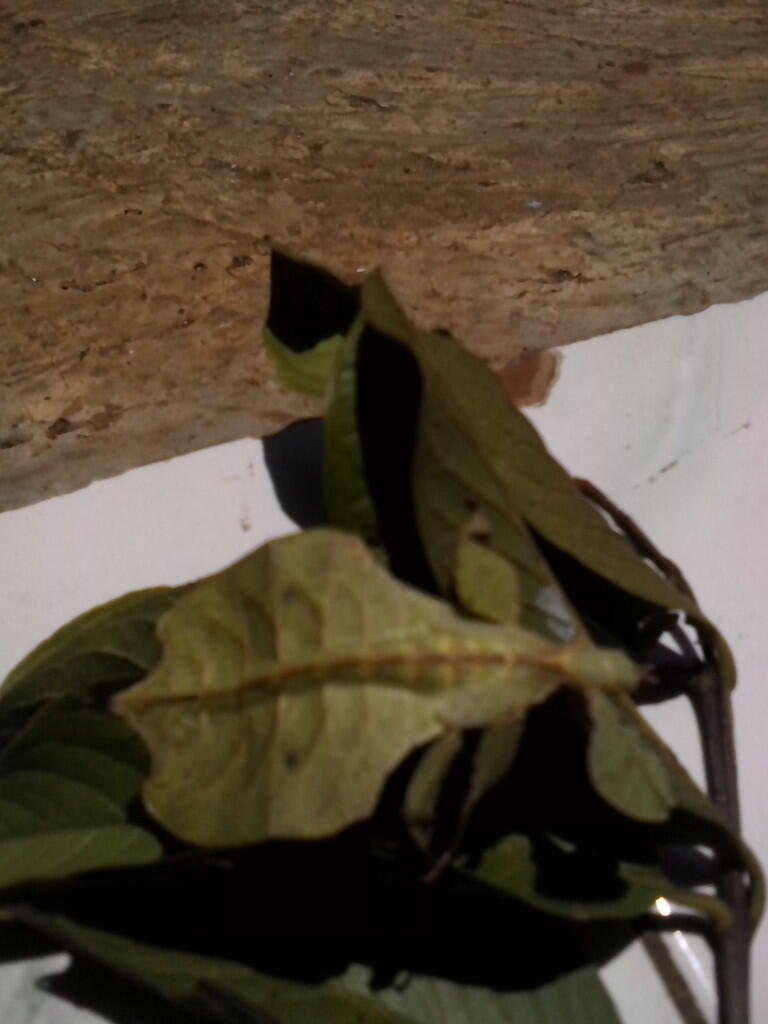 (pic) Aneh, Unik, Binatang Ini Mirip Banget sama daun jambu gan.. no Hoax 