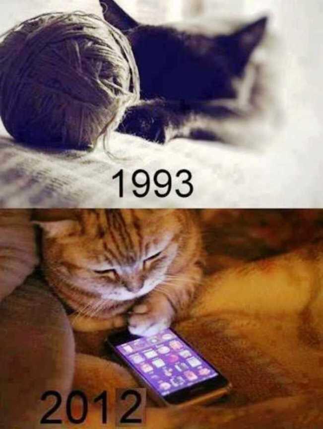 PERBEDAAN KUCING TAHUN 1993 DAN 2012