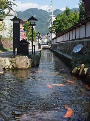 Di Jepang Ikan Koi Dipelihara Di GOT