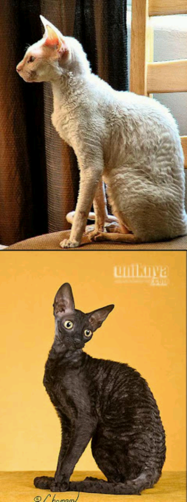 Gambar Meme Kucing Yang Lucu Keren Dan Kocak Update Status