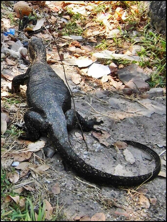 Eksotisme Kepulauan Biawak