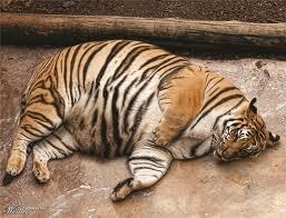 Kasian gan, harimau di kebun binatang Surabaya :(