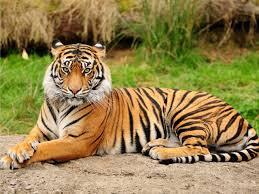 Kasian gan, harimau di kebun binatang Surabaya :(