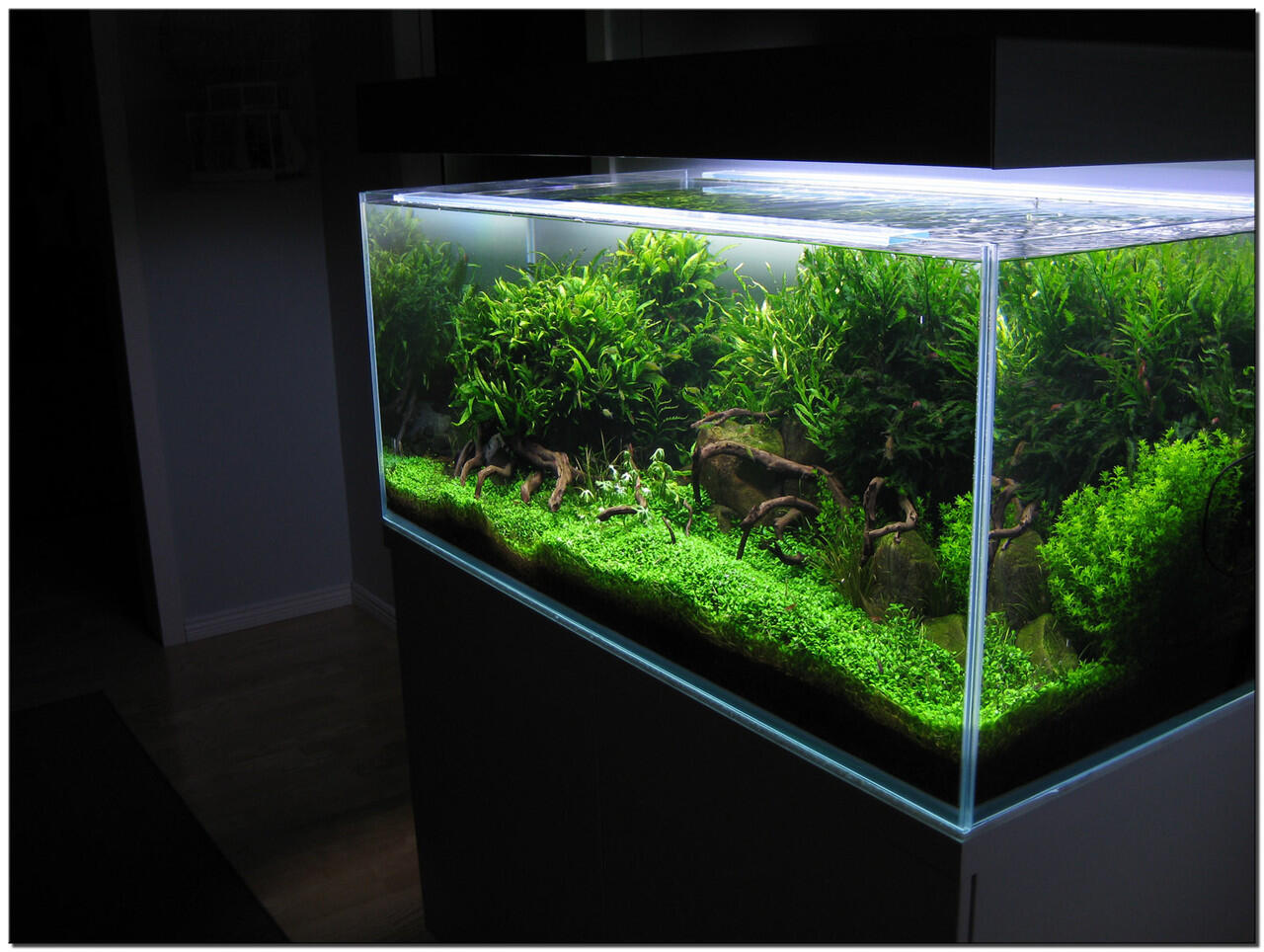 AQUASCAPE, Pesona Taman Di Dalam Akuarium &#91;Must See!!!&#93;