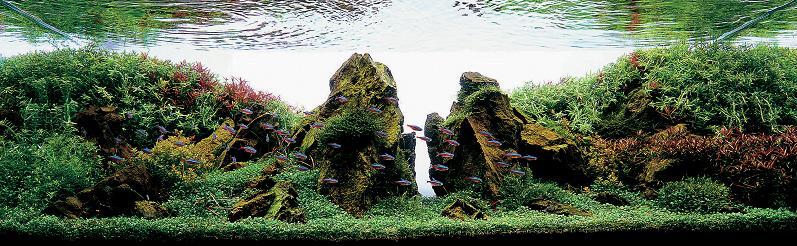 AQUASCAPE, Pesona Taman Di Dalam Akuarium &#91;Must See!!!&#93;