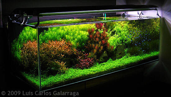 AQUASCAPE, Pesona Taman Di Dalam Akuarium &#91;Must See!!!&#93;