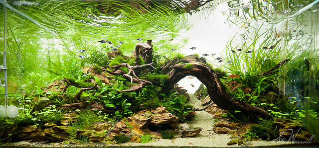 AQUASCAPE, Pesona Taman Di Dalam Akuarium &#91;Must See!!!&#93;