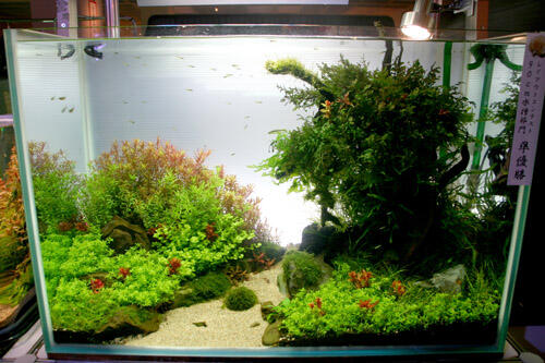 AQUASCAPE, Pesona Taman Di Dalam Akuarium &#91;Must See!!!&#93;