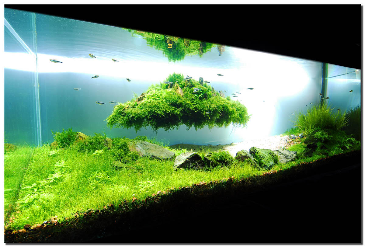 AQUASCAPE, Pesona Taman Di Dalam Akuarium &#91;Must See!!!&#93;