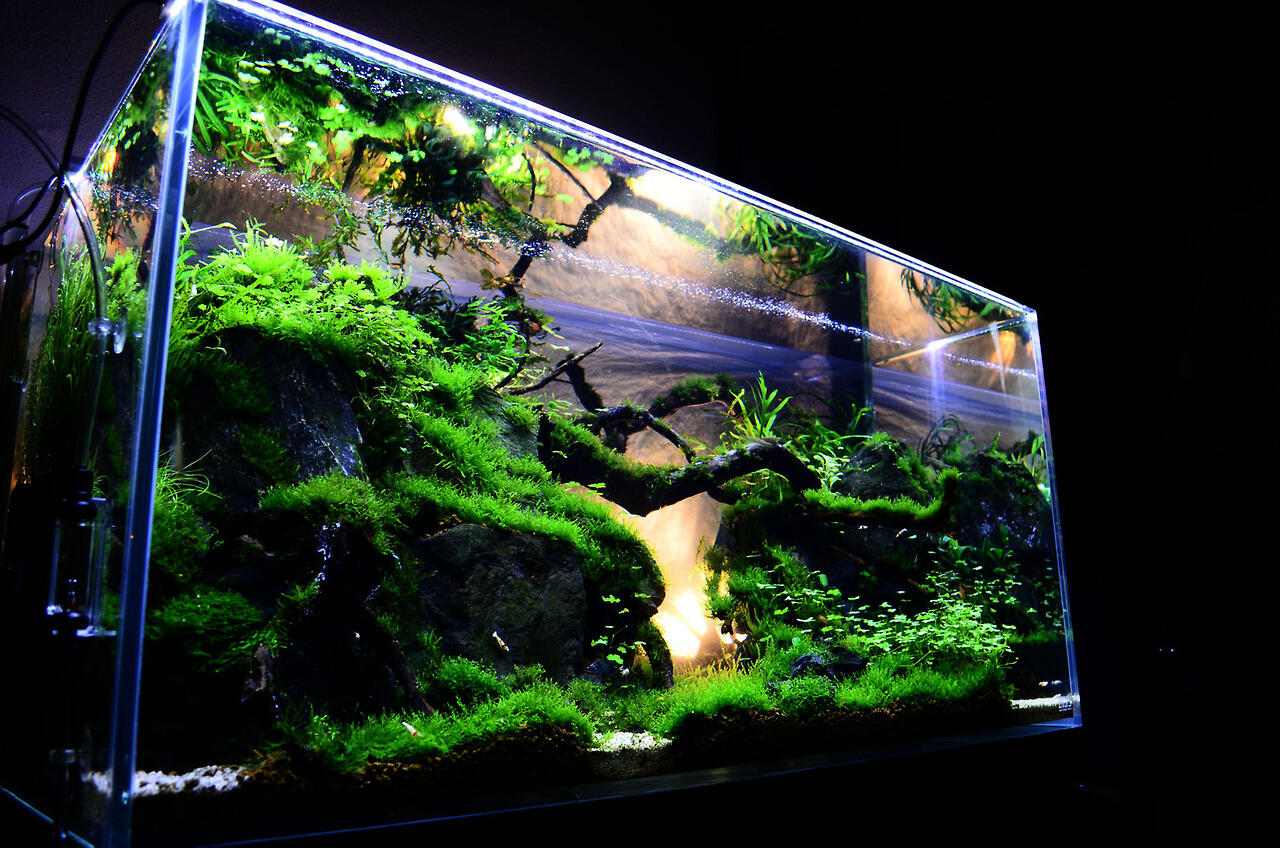 AQUASCAPE, Pesona Taman Di Dalam Akuarium &#91;Must See!!!&#93;