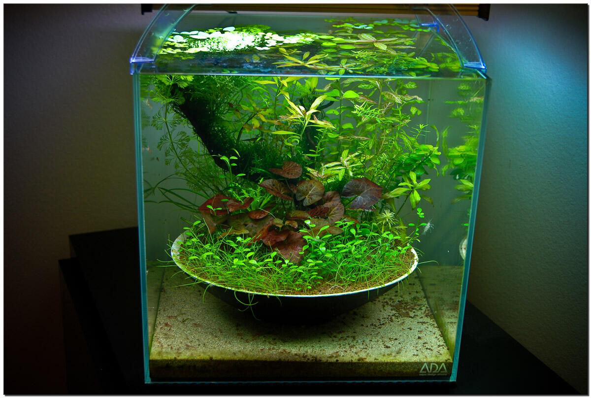 AQUASCAPE, Pesona Taman Di Dalam Akuarium &#91;Must See!!!&#93;