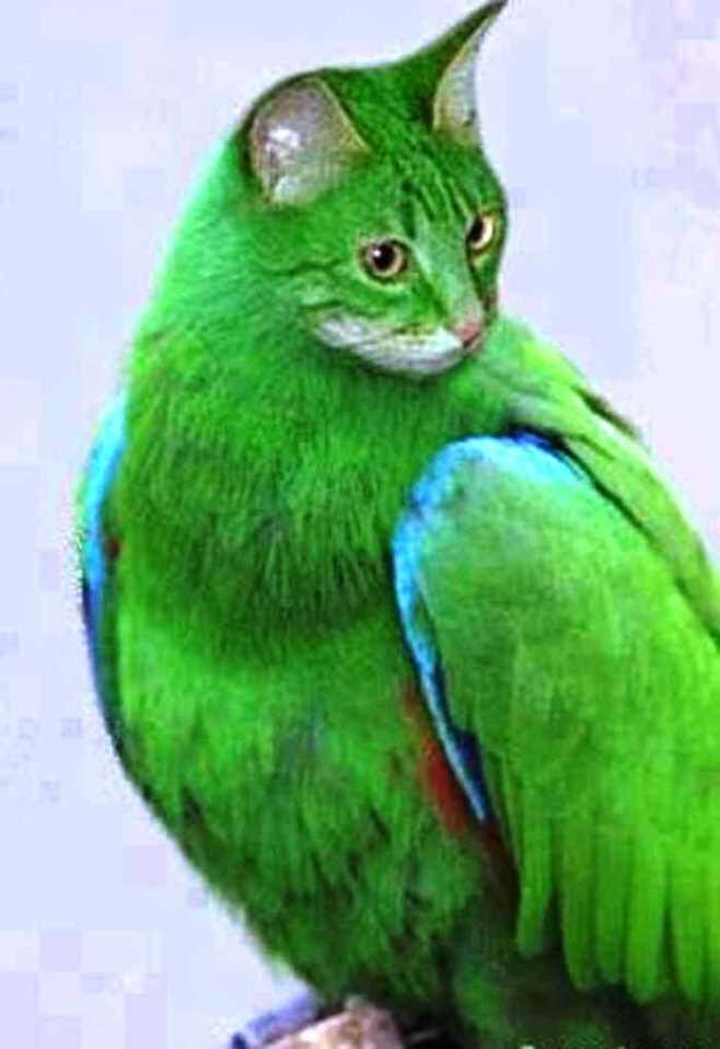 KUCING SEPARUH BURUNG !!