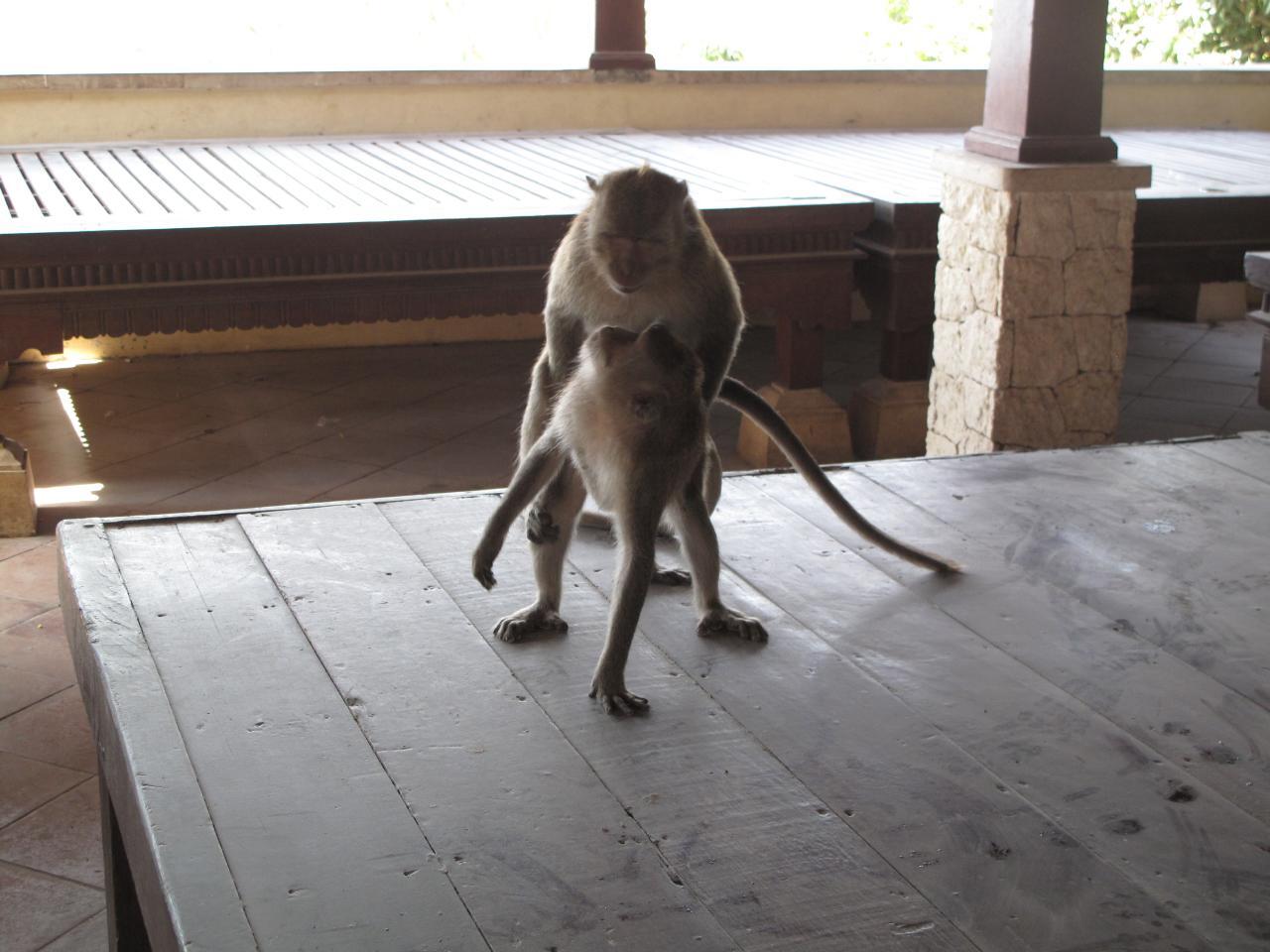 Pria Indonesia yg Hebat !!! menyelamatkan seekor anjing di Aussie