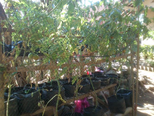 Manfaatkan Pekarangan Rumah Agan Dengan Tanaman Organik