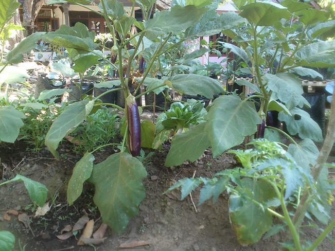 Manfaatkan Pekarangan Rumah Agan Dengan Tanaman Organik