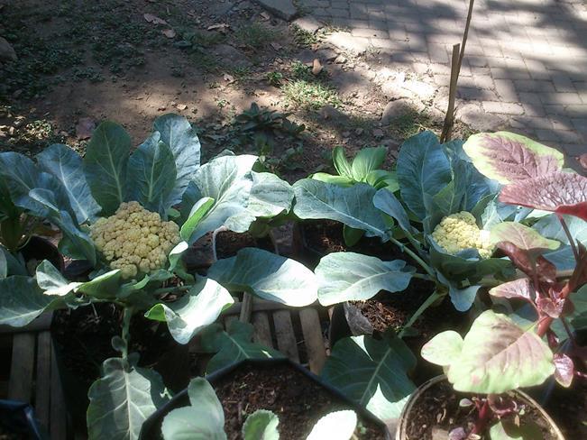 Manfaatkan Pekarangan Rumah Agan Dengan Tanaman Organik