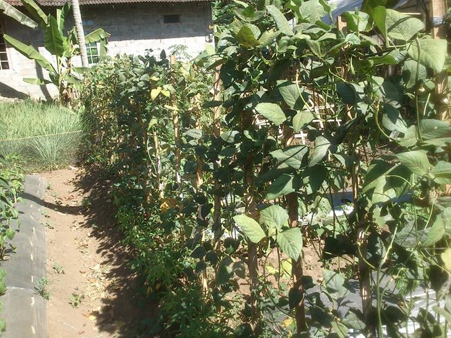 Manfaatkan Pekarangan Rumah Agan Dengan Tanaman Organik