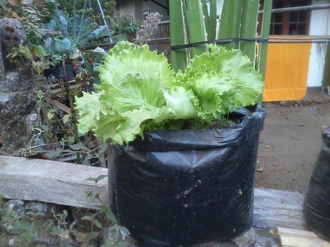 Manfaatkan Pekarangan Rumah Agan Dengan Tanaman Organik