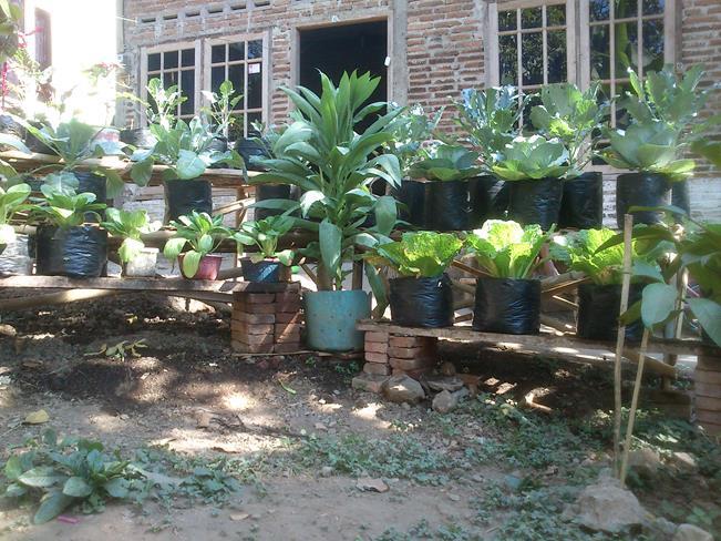 Manfaatkan Pekarangan Rumah Agan Dengan Tanaman Organik