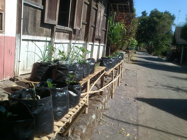 Manfaatkan Pekarangan Rumah Agan Dengan Tanaman Organik