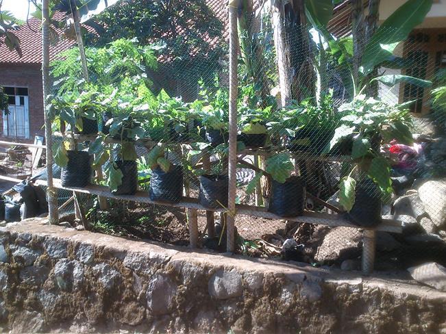 Manfaatkan Pekarangan Rumah Agan Dengan Tanaman Organik